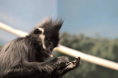 Francois Langur maymun