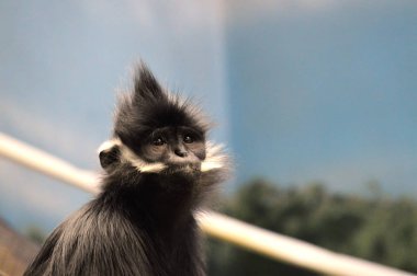Francois Langur maymun
