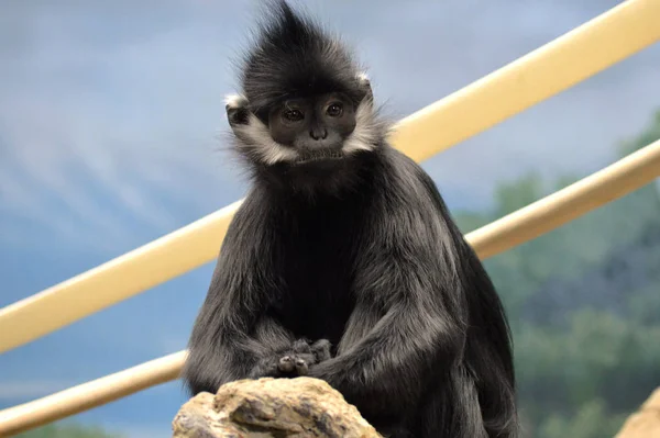 Francois Langur Mono — Foto de Stock