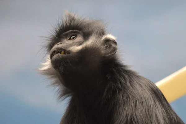 Francois Langur aap — Stockfoto