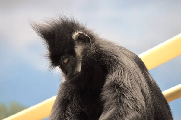 François Langur Macaco — Fotografia de Stock