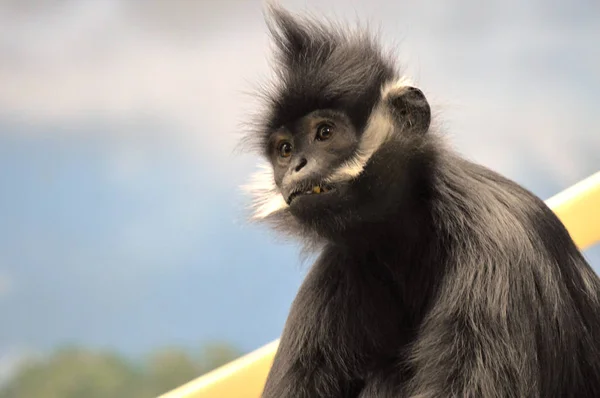 Francois Langur aap — Stockfoto