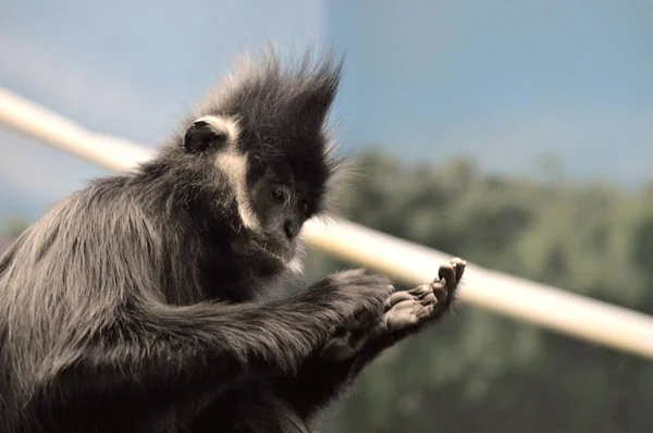 Francois Langur aap — Stockfoto