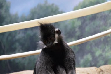Francois Langur maymun