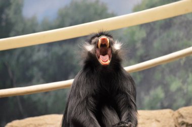 Francois Langur maymun