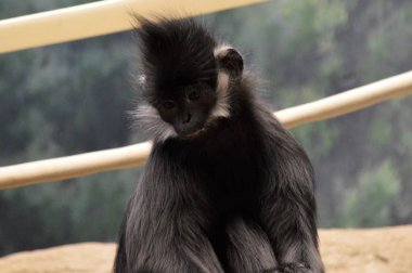 Francois Langur maymun