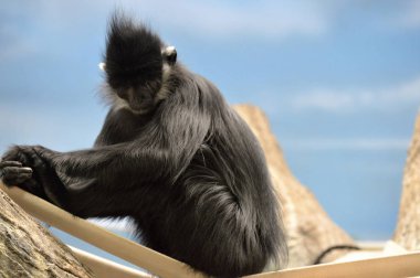 Francois Langur maymun