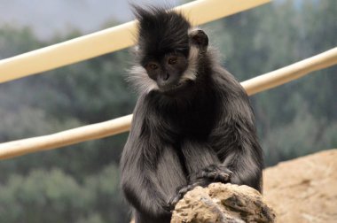 Francois Langur maymun
