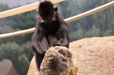 Francois Langur maymun