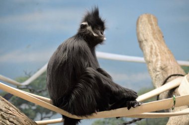 Francois Langur maymun