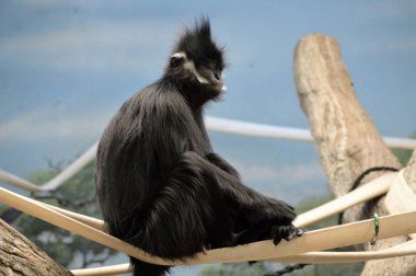 Francois Langur maymun