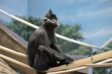 Francois Langur maymun