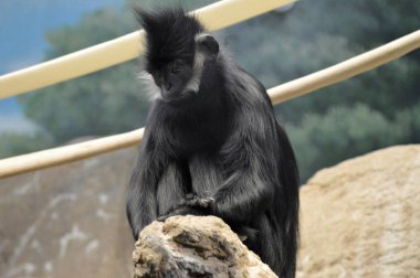 Francois Langur maymun