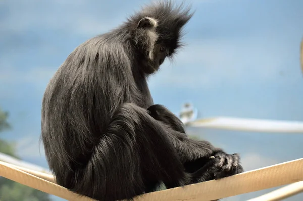 François Langur Macaco — Fotografia de Stock