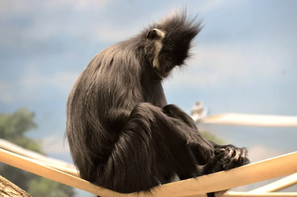 Französischer Langur-Affe — Stockfoto