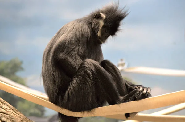 Francois Langur Monkey — Stock Photo, Image