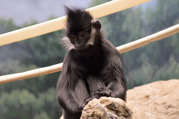 François Langur Macaco — Fotografia de Stock