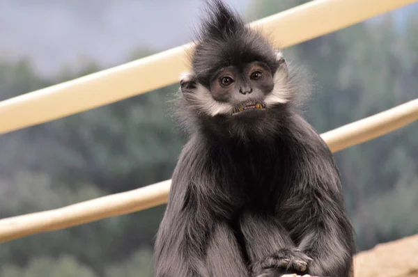 Francois Langur Singe — Photo