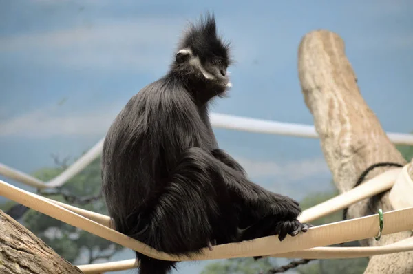 Francois Langur Monkey — Stock Photo, Image