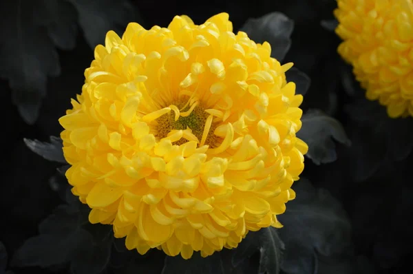 A Chrysanthemum Flower — Stock Photo, Image