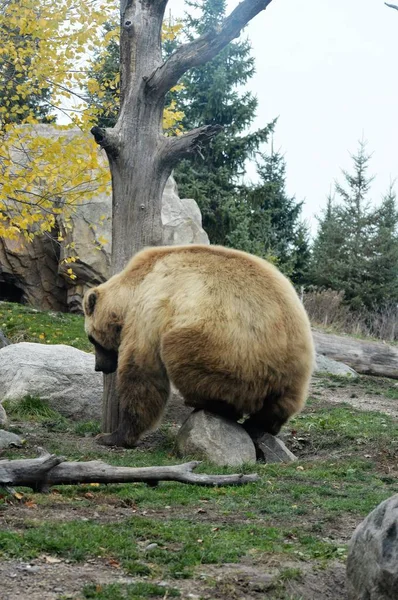 A Grizzly Bear