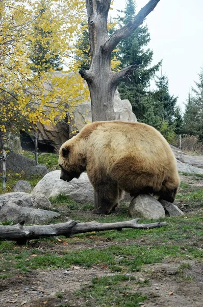 Um urso pardo — Fotografia de Stock