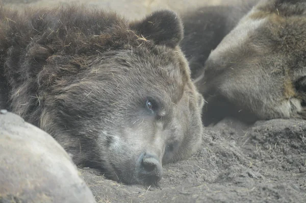 Un oso pardo — Foto de Stock