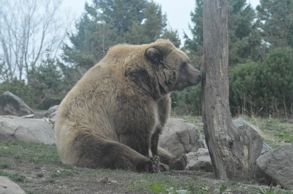 Een grizzly beer — Stockfoto