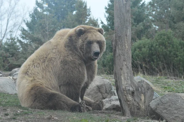 Egy grizzly medve — Stock Fotó