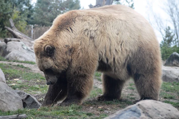 Um urso pardo — Fotografia de Stock