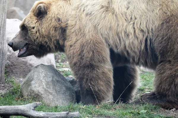 Ein Grizzlybär — Stockfoto