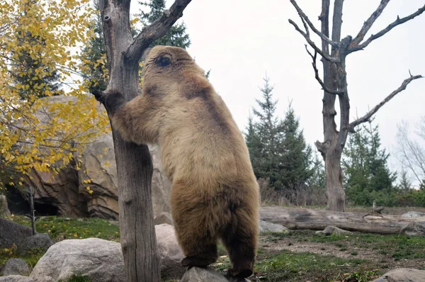 Un oso pardo — Foto de Stock