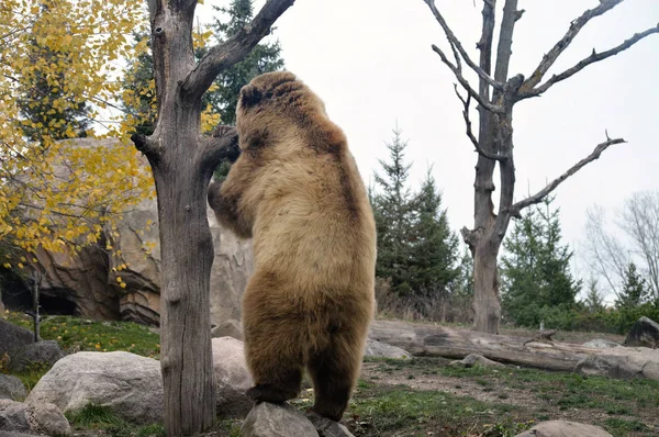 Bir boz ayı — Stok fotoğraf