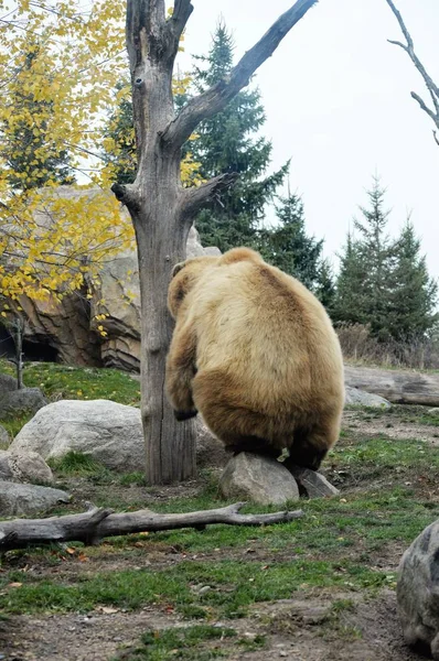 Ведмедя Грізлі — стокове фото