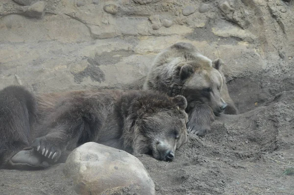 Un orso grizzly — Foto Stock