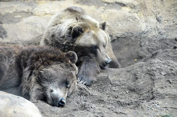 Un orso grizzly — Foto Stock