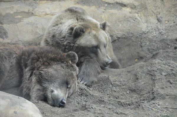 A Grizzly Bear — Zdjęcie stockowe