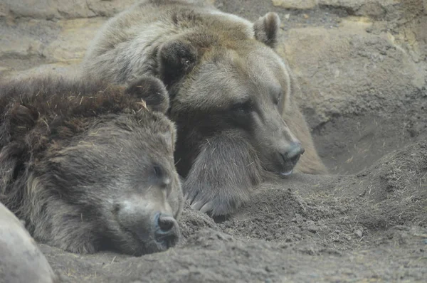 Un orso grizzly — Foto Stock