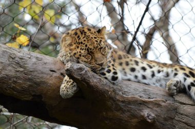 Amur leoparı