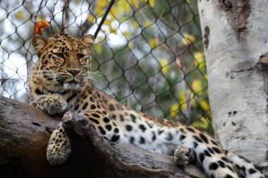 Amur leoparı