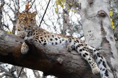 Amur leoparı