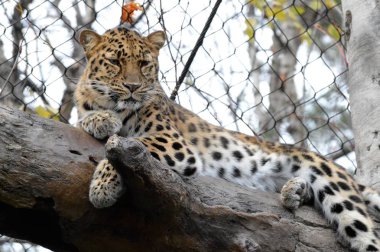 Amur leoparı