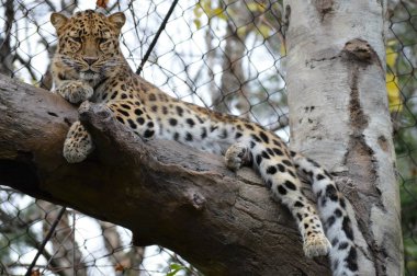 Amur leoparı