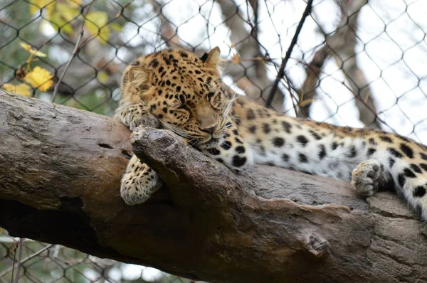 Un leopardo Amur — Foto de Stock