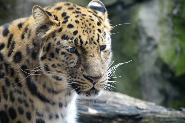 An Amur Leopard — Stock Photo, Image