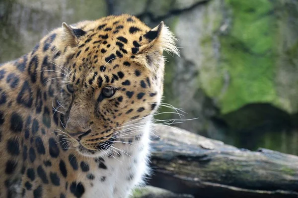 An Amur Leopard — Stock Photo, Image