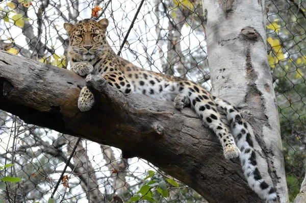 Amur leoparı