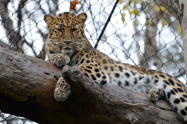 Amur leoparı