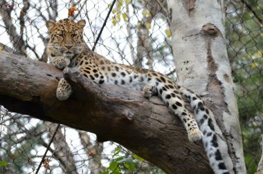 Amur leoparı