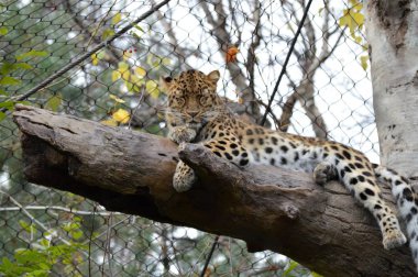 Amur leoparı